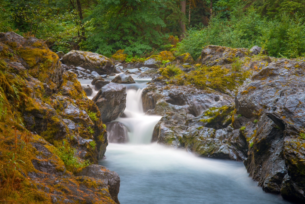 Salmon Cascades: Olympic National Park's Unique Salmon Run